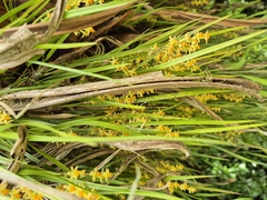 Earina aestivalis