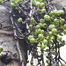 Ficus gul - Photo (c) Rui Da Silva Pinto, algunos derechos reservados (CC BY-NC), subido por Rui Da Silva Pinto