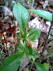 Triosteum angustifolium
