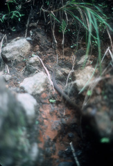 Oligodon bitorquatus