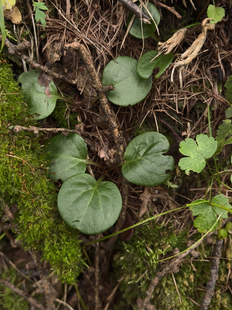 Pyrola shanxiensis