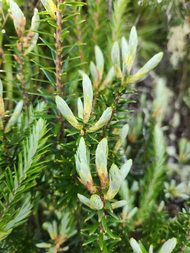 Leptecophylla robusta, photograph 3