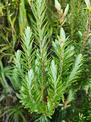 Leptecophylla robusta, photograph (c) Archie, some rights reserved (CC BY)