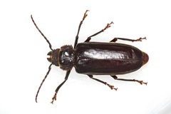 Mallodon dasystomus