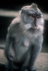 Macaca fascicularis