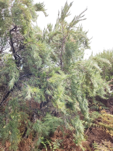 Dracophyllum arboreum, photograph 4
