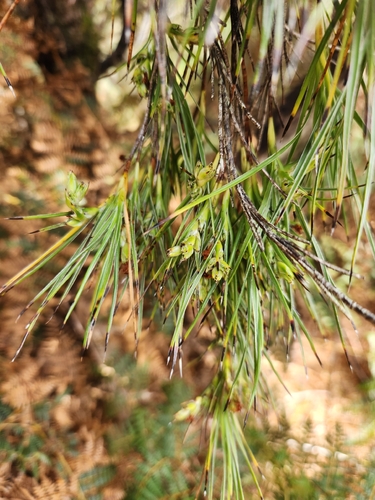 Dracophyllum arboreum, photograph 5