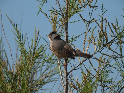 Curruca tirrénica (Curruca subalpina)