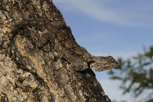 Southern Tree Agama, Ladysmith, uMnambithi, 3370, South Africa, photo 10 of 10