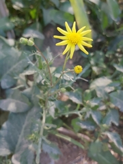 Senecio glaucus