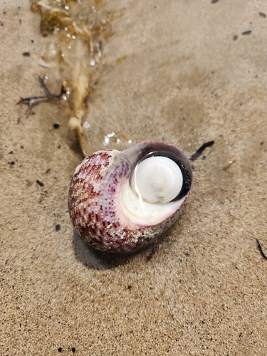 Modelia granosa observed 2025-12-19