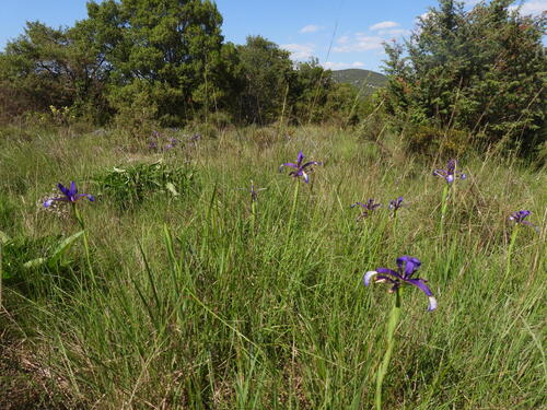 Seashore Iris (Iris reichenbachiana)