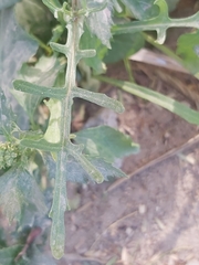 Senecio glaucus