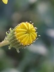 Senecio glaucus