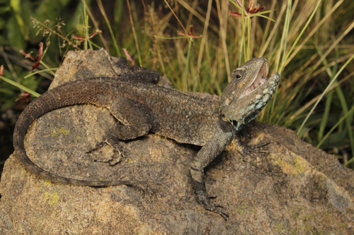 Southern Tree Agama, Ladysmith, uMnambithi, 3370, South Africa, photo 9 of 10