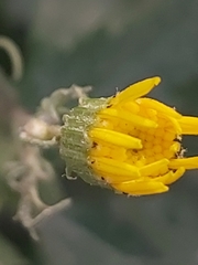 Senecio glaucus