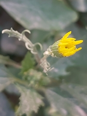 Senecio glaucus