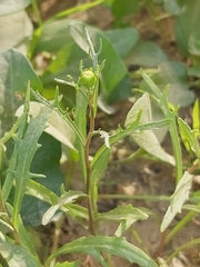 Senecio glaucus