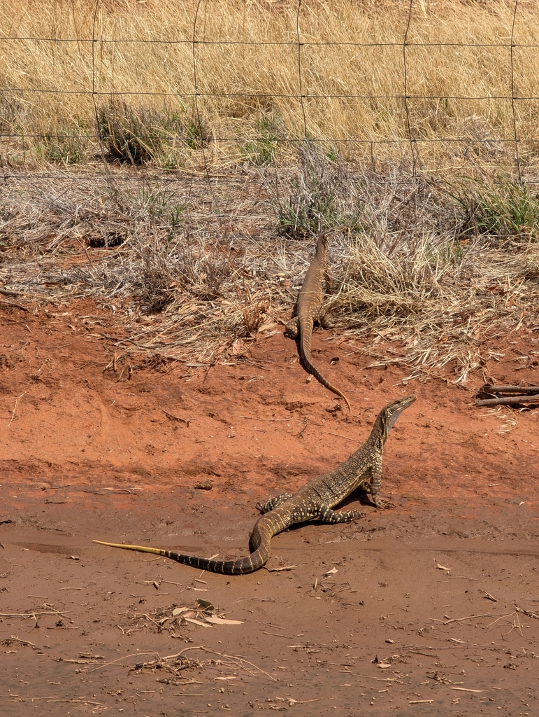 Sand Monitor from Corobimilla NSW 2700, Australia on December 22, 2025 ...