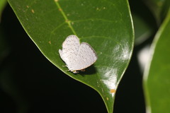 Spalgis epius dilama