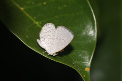 Spalgis epius dilama