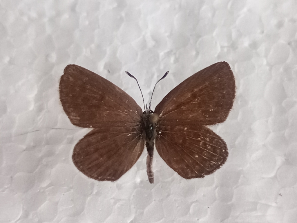 Rimisia miris