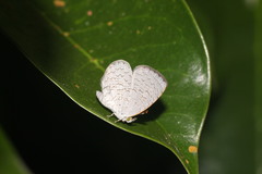 Spalgis epius dilama