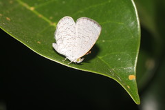 Spalgis epius dilama