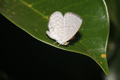 Spalgis epius dilama