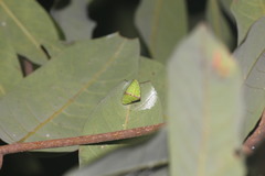 Demonarosa rufotessellata