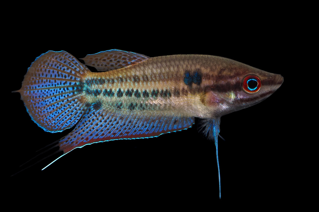 Croaking Gourami