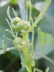 Senecio glaucus