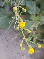 Senecio glaucus