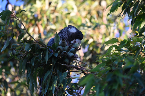 Carnaby's Black Cockatoo