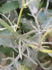 Senecio glaucus
