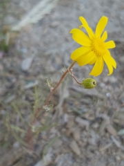 Senecio glaucus