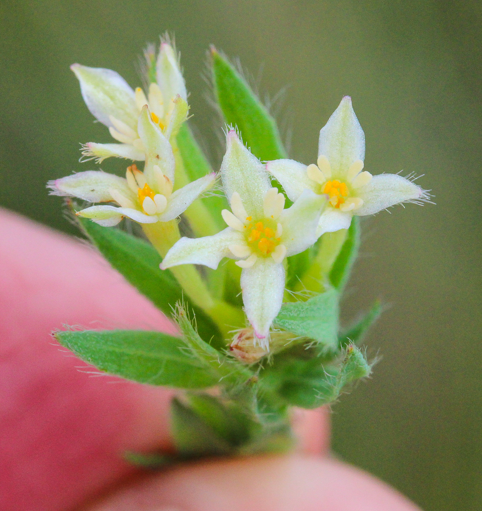 Gnidia woodii