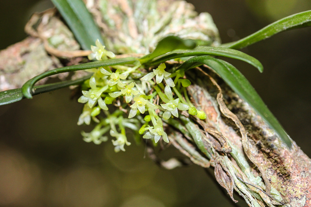 Twig Tree Orchid