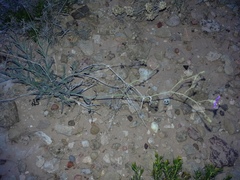 Boerhavia linearifolia