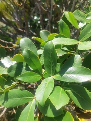 Pseudopanax colensoi