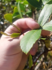 Pseudopanax colensoi
