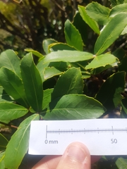 Pseudopanax colensoi