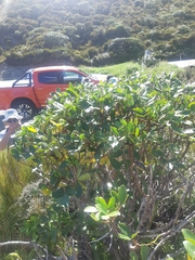 Pseudopanax colensoi