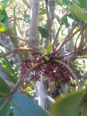 Pseudopanax colensoi
