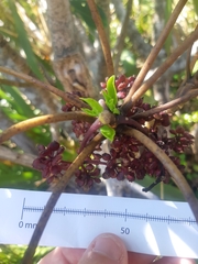 Pseudopanax colensoi