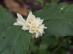 Globba marantina