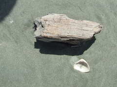 Crassula aequilatera