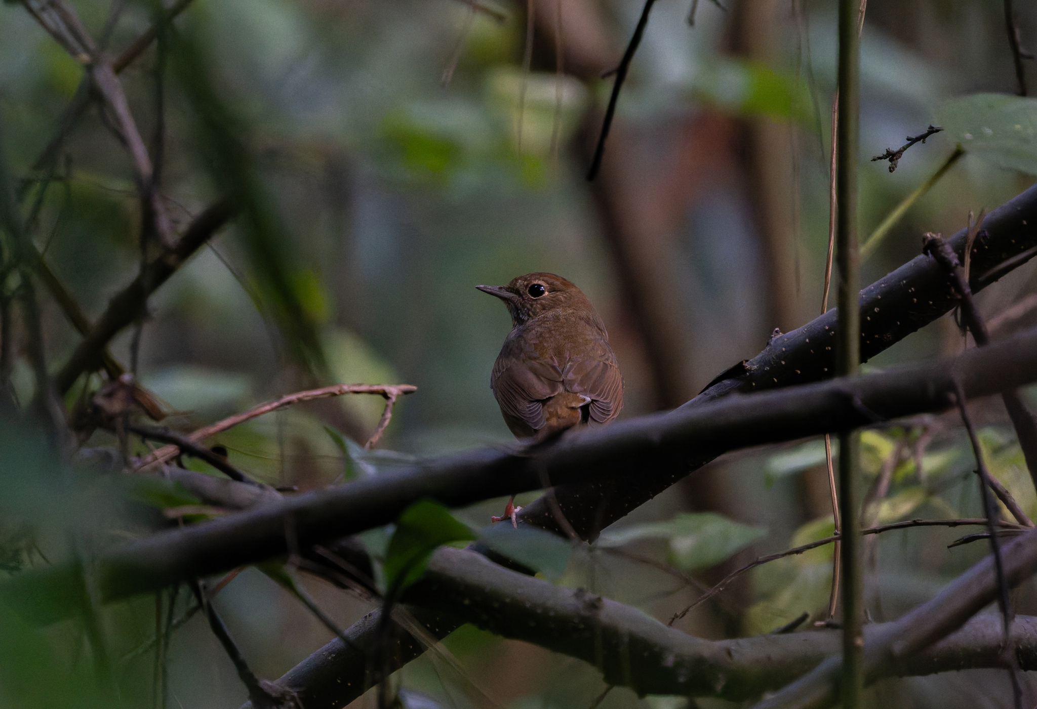 Rufous-tailed Robin