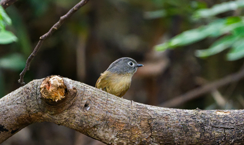 Huet's Fulvetta (Alcippe hueti), photo 5