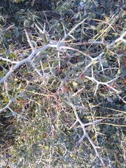 Ceanothus cordulatus